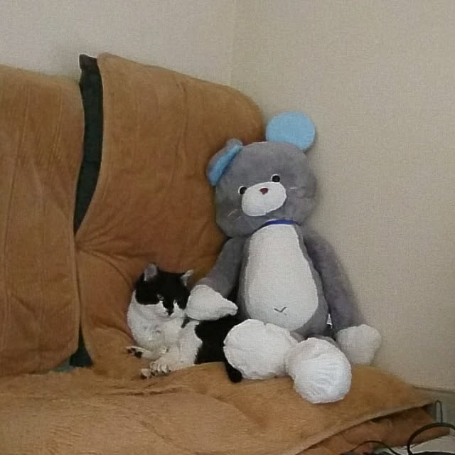 chiiさんの実例写真