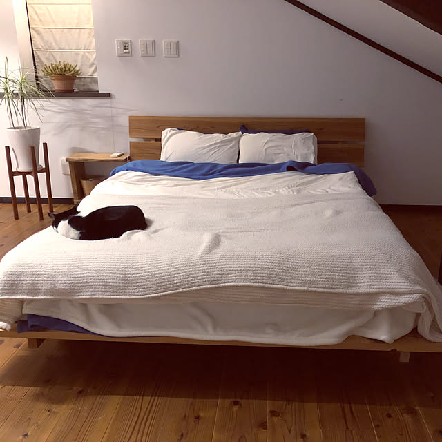 猫との暮らし/観葉植物/照明/DIY/シンプルライフ...などのインテリア実例 - 2022-01-29 19:11:25