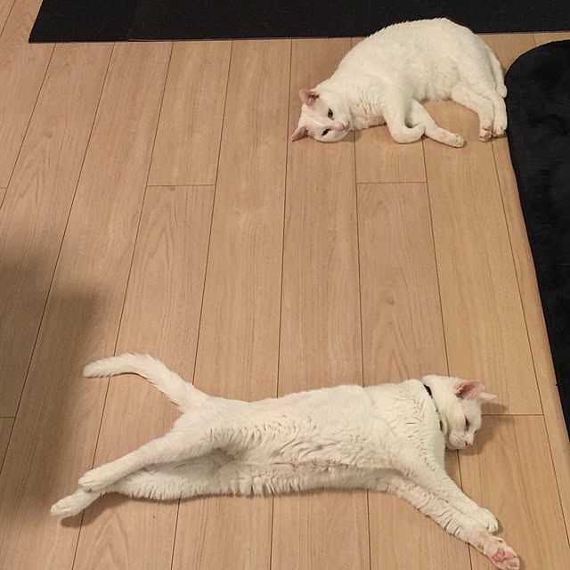 リビング/ねこのいる日常/ねこのいる風景/ねこ部/猫のインテリア実例 - 2017-05-23 08:48:31