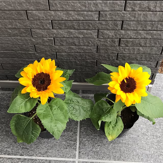 clover753さんの実例写真