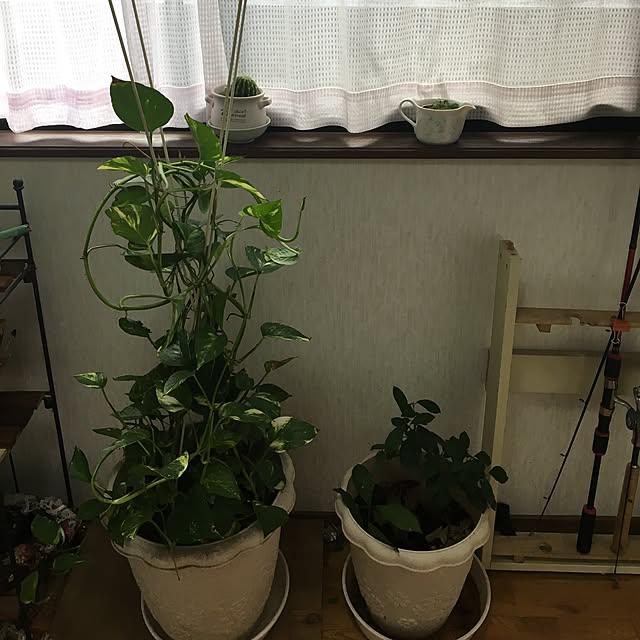 Ayaさんの実例写真