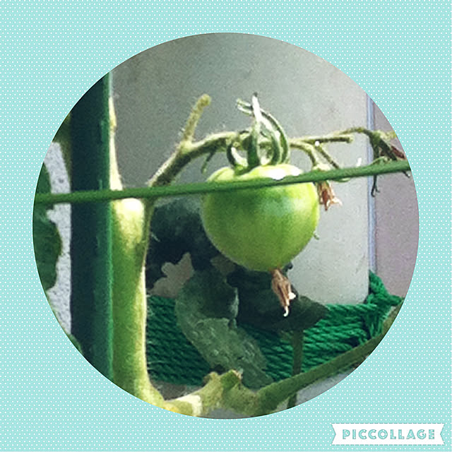 hanachanさんの実例写真