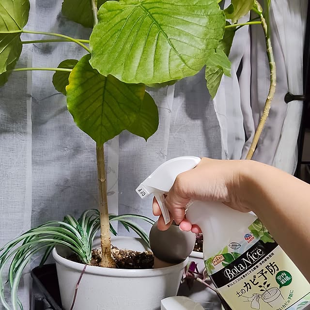 napiさんの実例写真