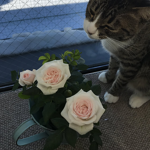 memoryさんの実例写真