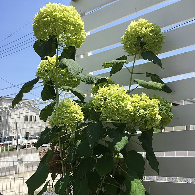 odekoさんの実例写真