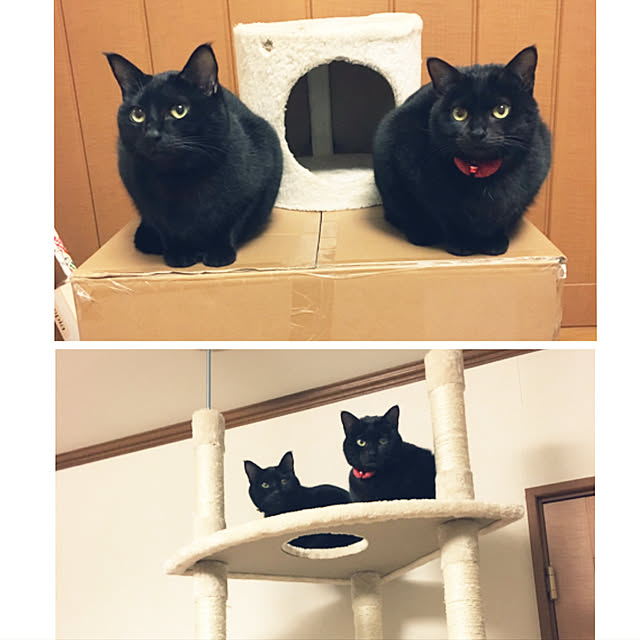 nonoさんの実例写真