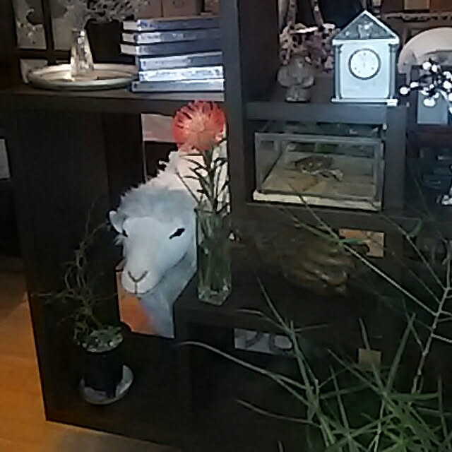 spinetailさんの実例写真