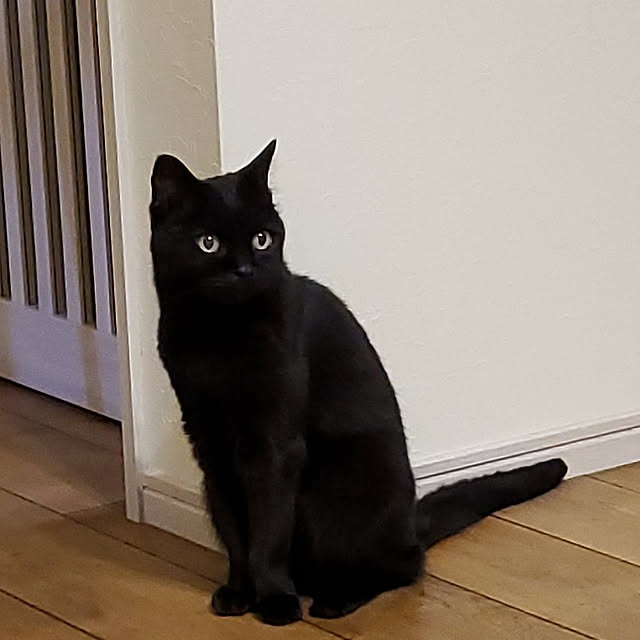 ramuramuさんの実例写真