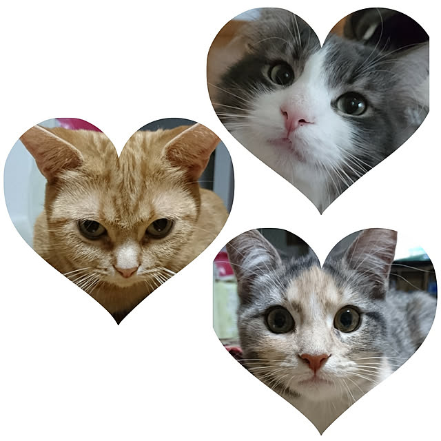 shinobuさんの実例写真