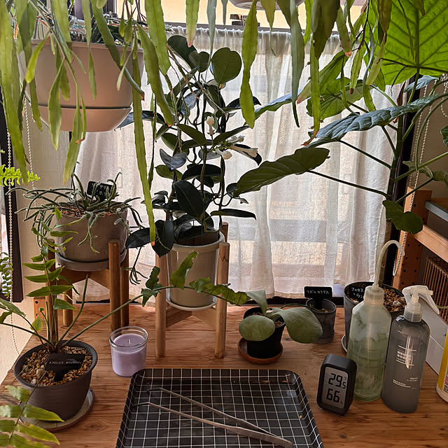 greycatsさんの部屋