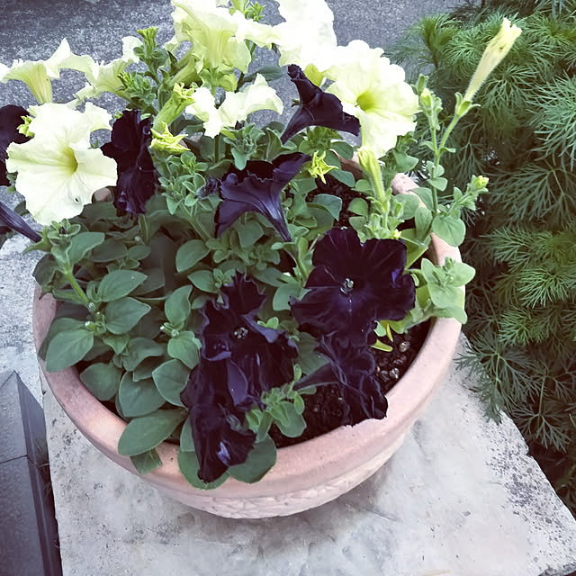 sa.yさんの実例写真