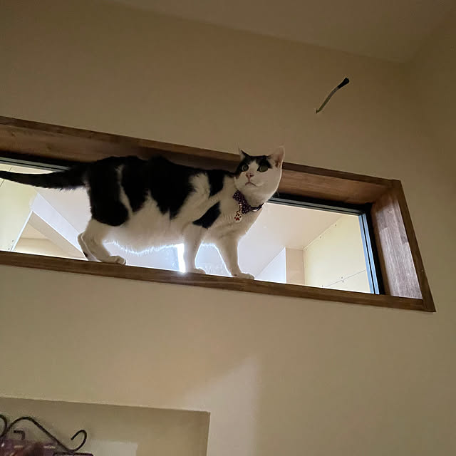 nekosamaさんの部屋