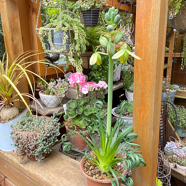 mintteaさんの部屋