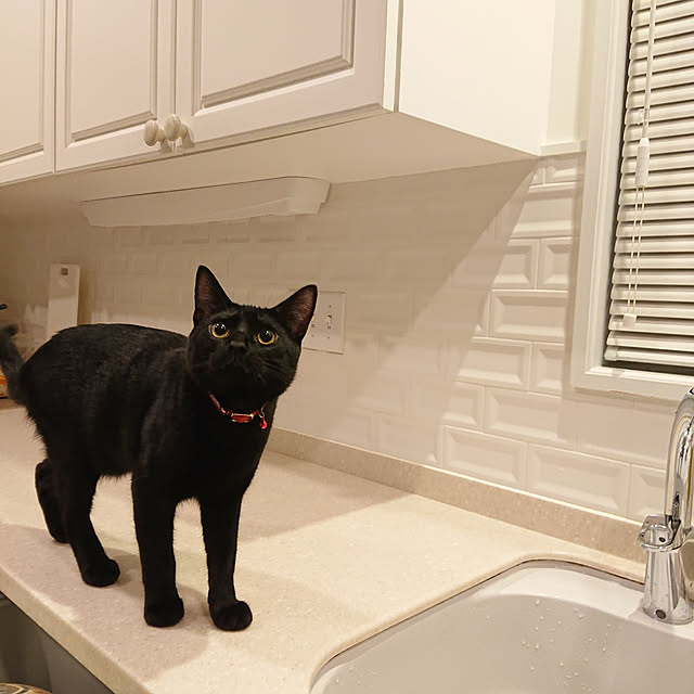 piさんの実例写真