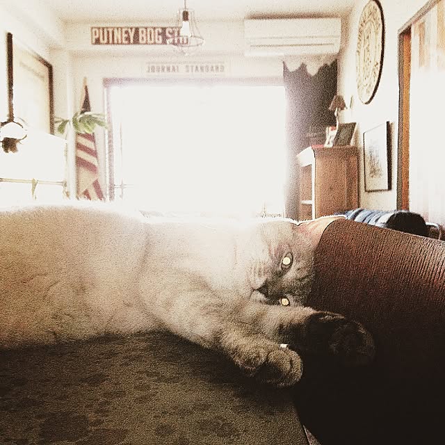 Naoki.さんの実例写真