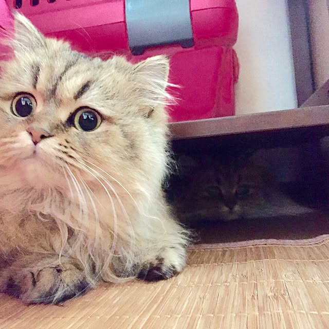 butachanさんの実例写真