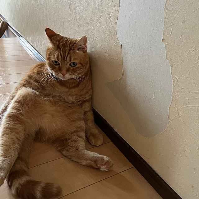 nekoさんの部屋