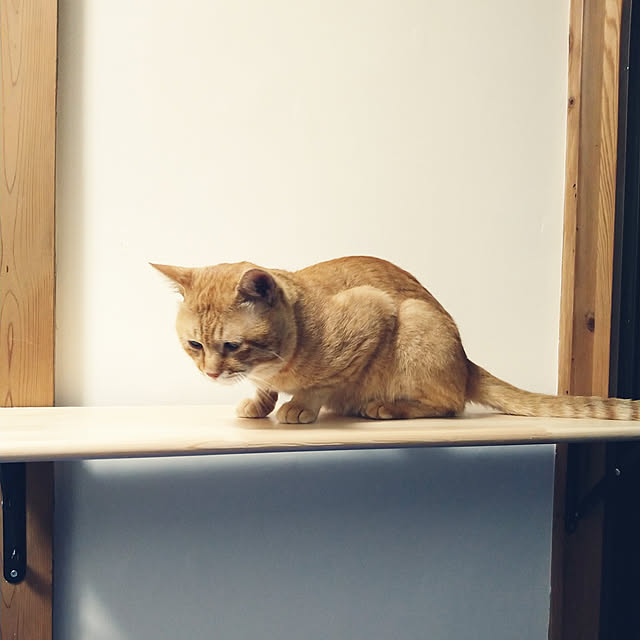y.ebihara0811さんの実例写真