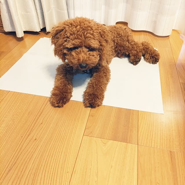 chokocreamさんの実例写真