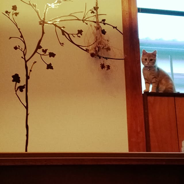 fruityanさんの実例写真