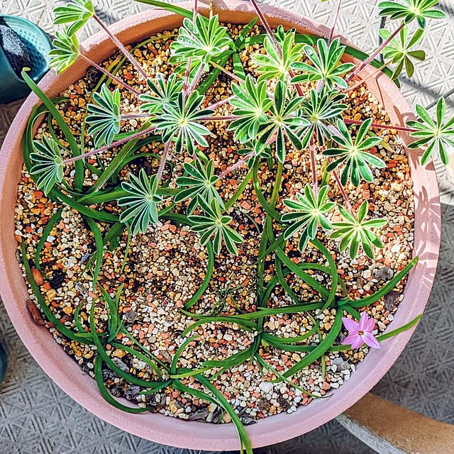 mi-saさんの部屋