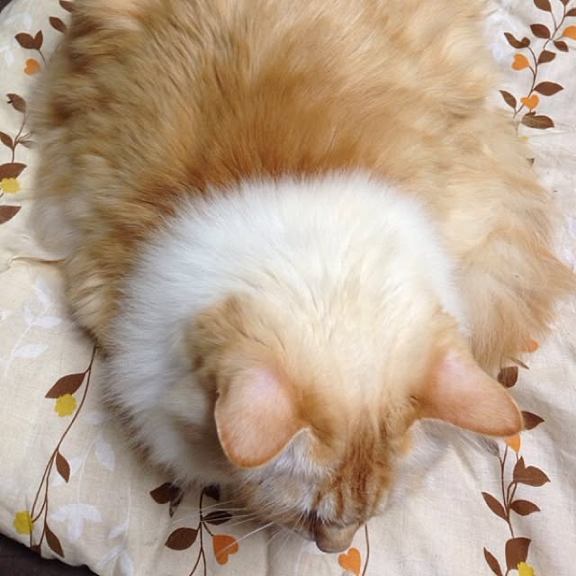 ofuさんの実例写真