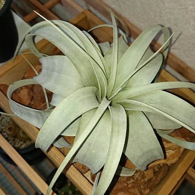 sashiさんの実例写真