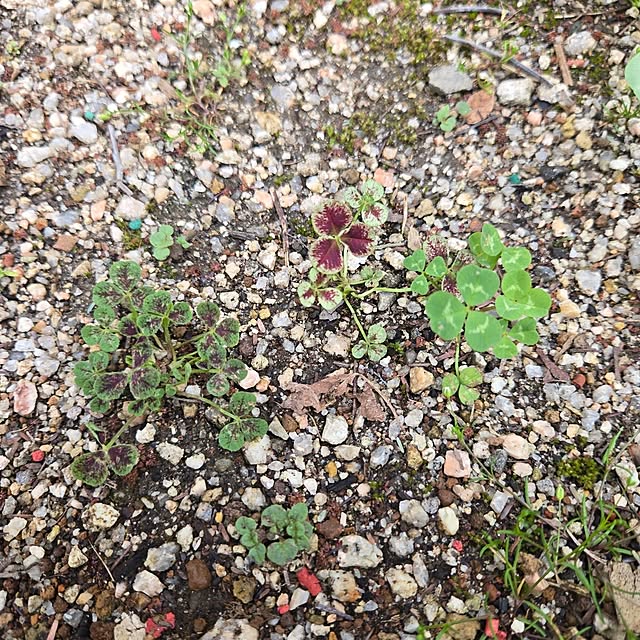 min_nimさんの部屋