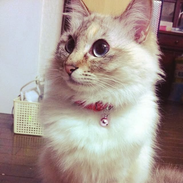 funaさんの実例写真