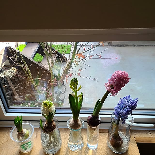 花瓶 ヒヤシンス水栽培のおすすめ商品とおしゃれな実例 花瓶 ヒヤシンス水栽培のおすすめ商品とおしゃれな実例