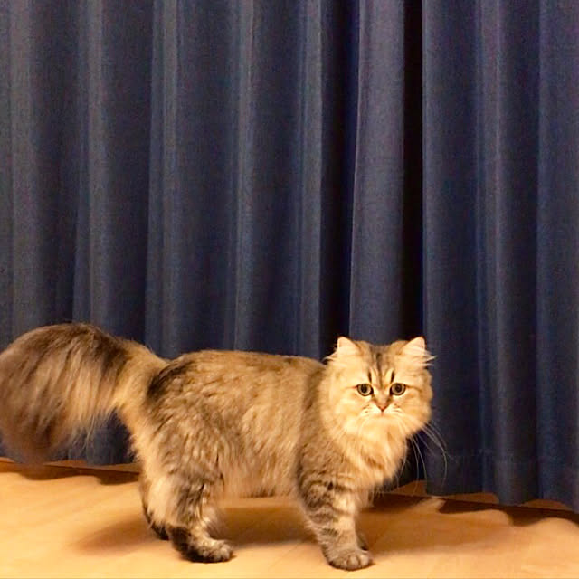 butachanさんの実例写真