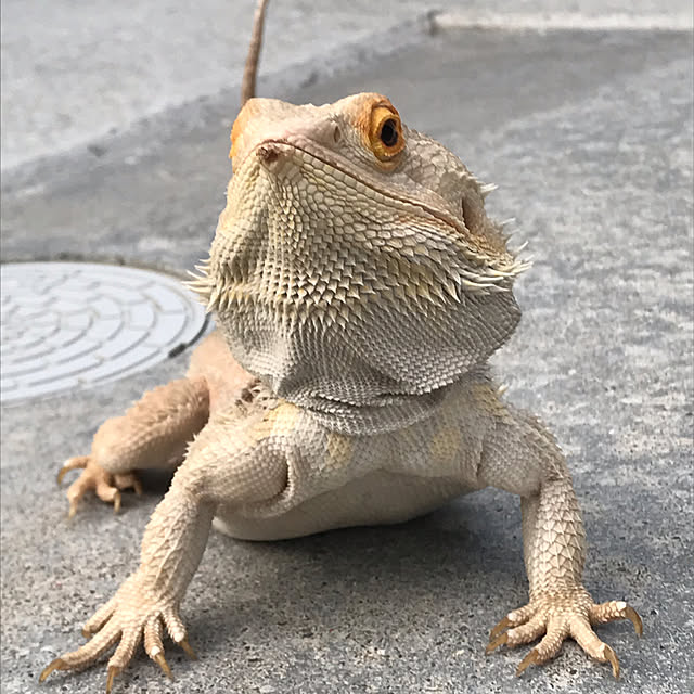 japitonさんの部屋