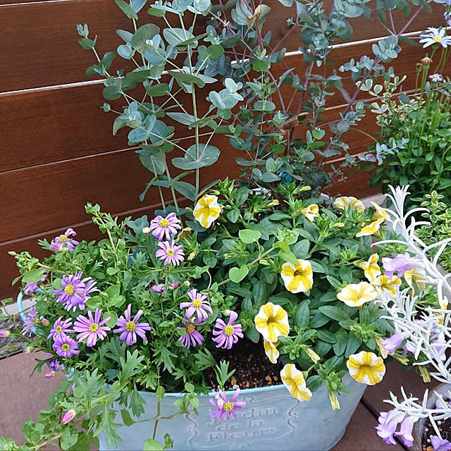 寄せ植え/玄関/入り口のインテリア実例 - 2021-05-01 19:00:02