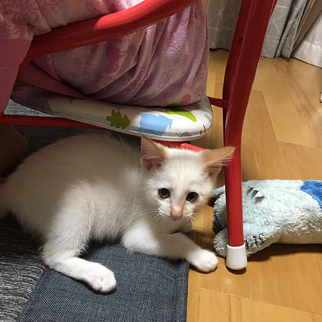 fu-mu._.さんの実例写真