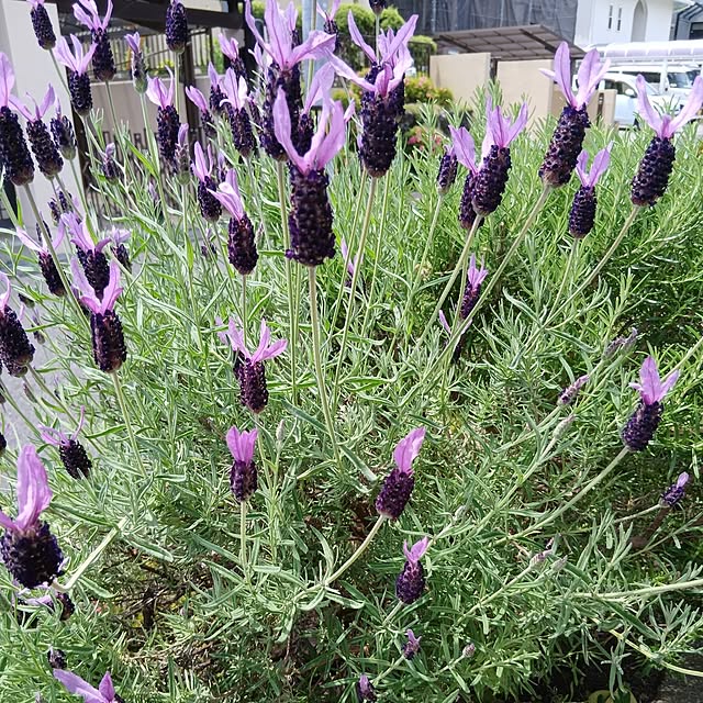 murasaki808さんの実例写真