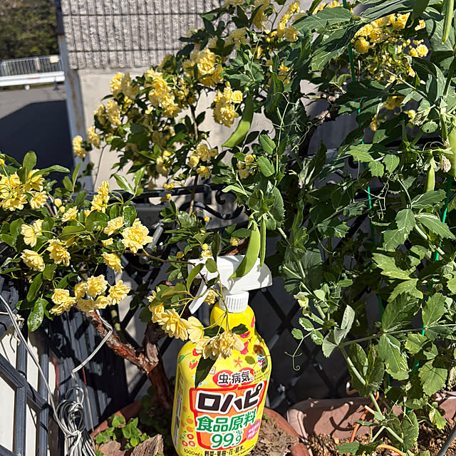 mikalove009さんの実例写真