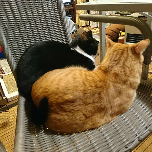 okyosan101さんの実例写真