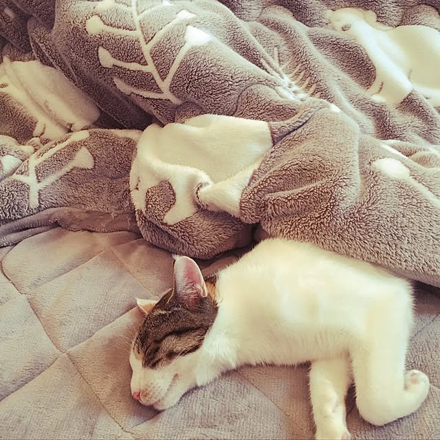 koumeさんの実例写真