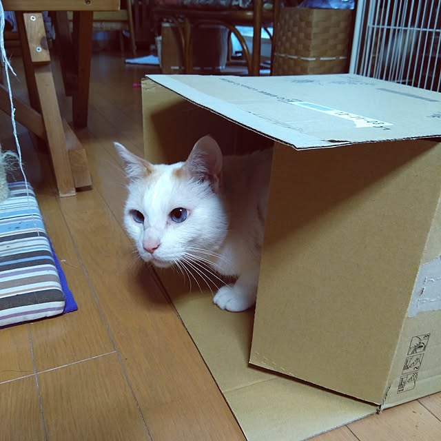 posauruさんの実例写真