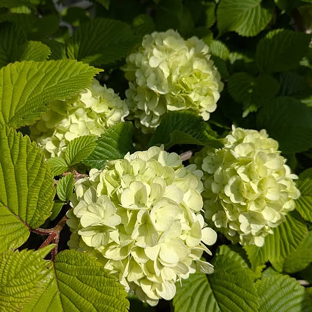 mofukoさんの実例写真