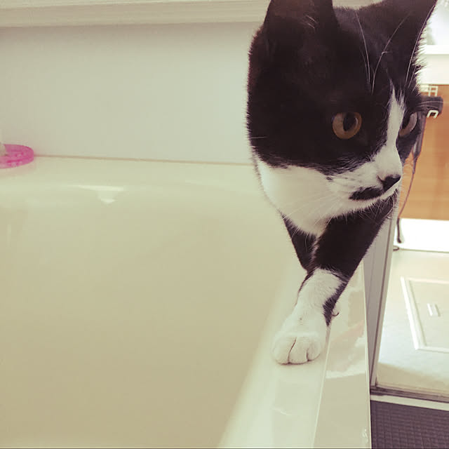 nekoさんの実例写真