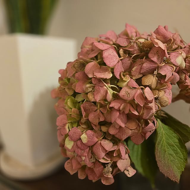 Saranさんの実例写真