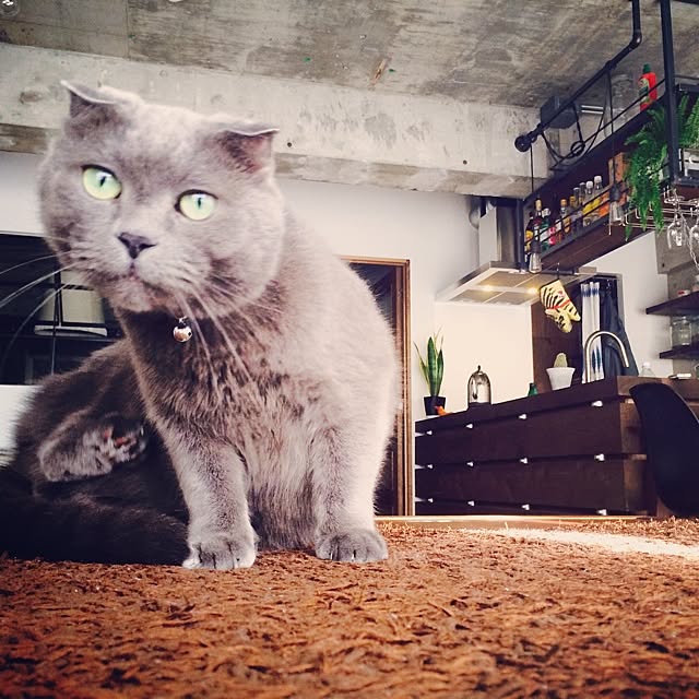torinokoさんの実例写真