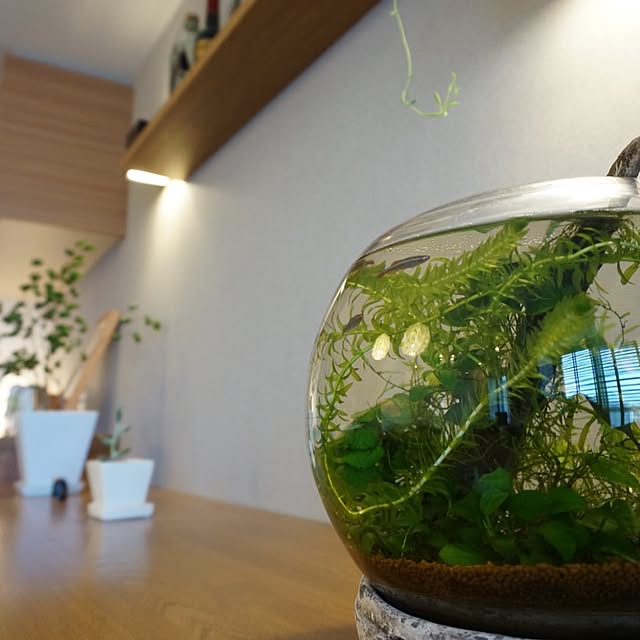 kinako_shiro_ginさんの実例写真