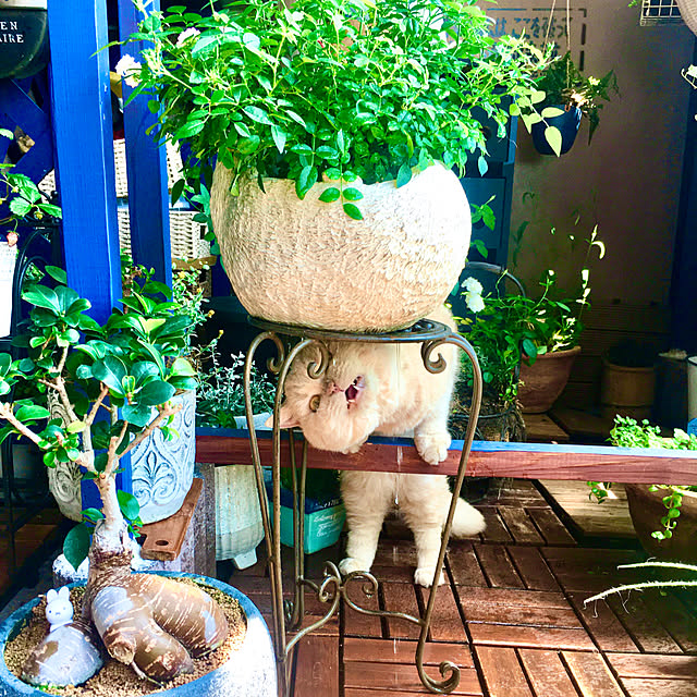 naokoさんの部屋
