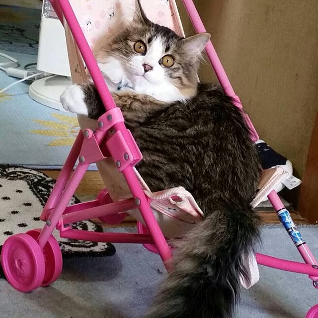 fuuさんの実例写真