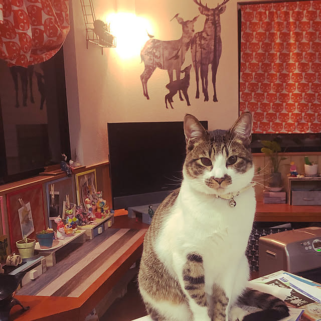 jijiさんの実例写真