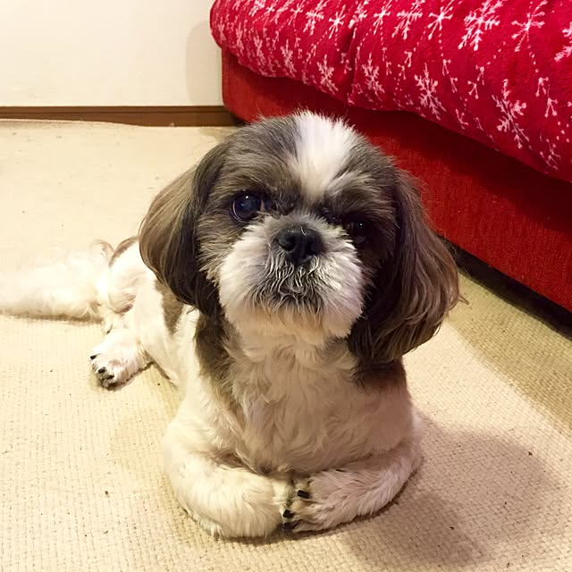 butachanさんの実例写真