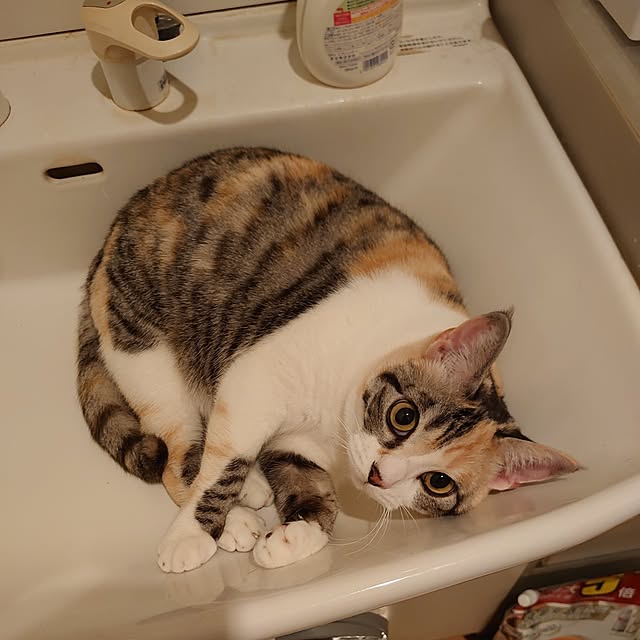 shinobuさんの実例写真