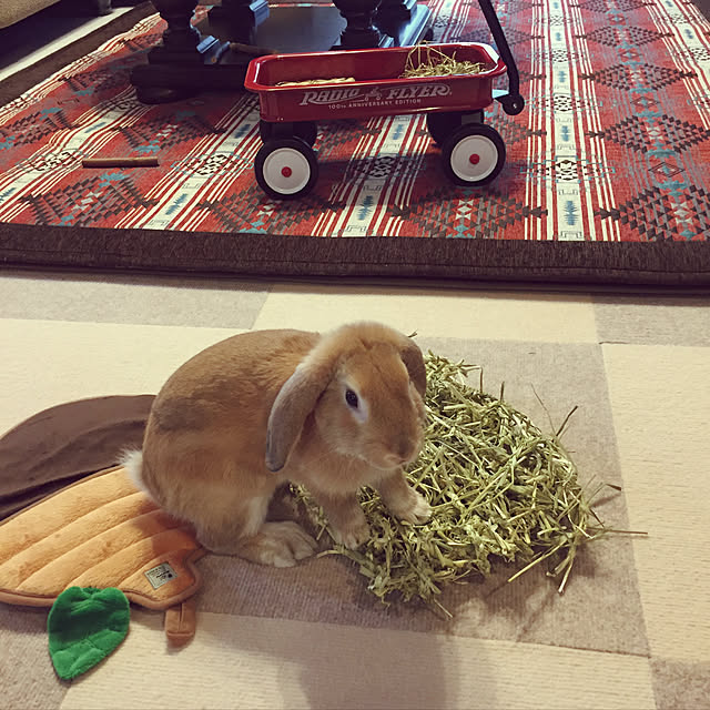 nonさんの実例写真